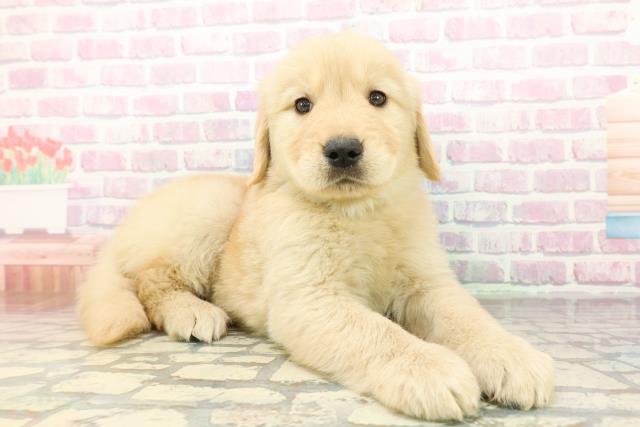 青森県のゴールデンレトリバー (Coo&RIKU青森店/2026年2月24日生まれ/男の子/ゴールデン)の子犬の3枚目の画像