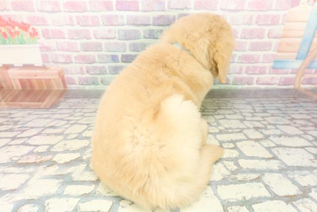 青森県のゴールデンレトリバー (Coo&RIKU青森店/2026年2月24日生まれ/男の子/ゴールデン)の子犬の4枚目の画像