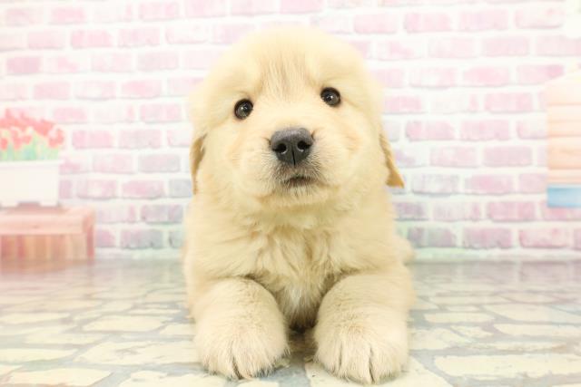 神奈川県のゴールデンレトリバー (Coo&RIKU藤沢店/2026年2月24日生まれ/男の子/ゴールデン)の子犬の1枚目の画像