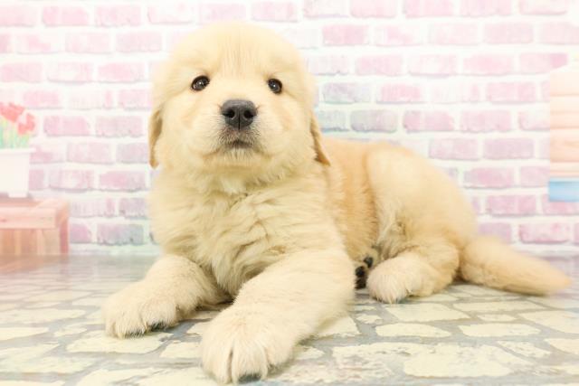 神奈川県のゴールデンレトリバー (Coo&RIKU藤沢店/2026年2月24日生まれ/男の子/ゴールデン)の子犬の2枚目の画像