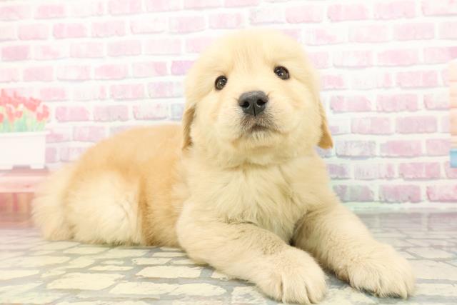 神奈川県のゴールデンレトリバー (Coo&RIKU藤沢店/2026年2月24日生まれ/男の子/ゴールデン)の子犬の3枚目の画像