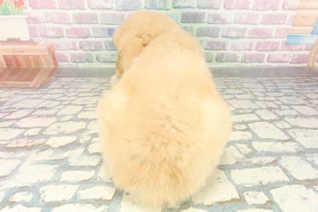 神奈川県のゴールデンレトリバー (Coo&RIKU藤沢店/2026年2月24日生まれ/男の子/ゴールデン)の子犬の4枚目の画像
