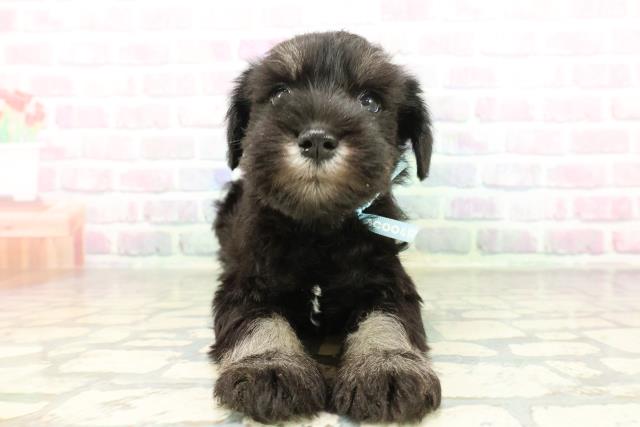 新潟県のミニチュアシュナウザー (Coo&RIKUイオンモール新発田店/2026年2月21日生まれ/男の子/ブラックシルバー)の子犬の1枚目の画像