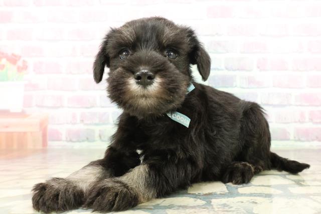 新潟県のミニチュアシュナウザー (Coo&RIKUイオンモール新発田店/2026年2月21日生まれ/男の子/ブラックシルバー)の子犬の2枚目の画像