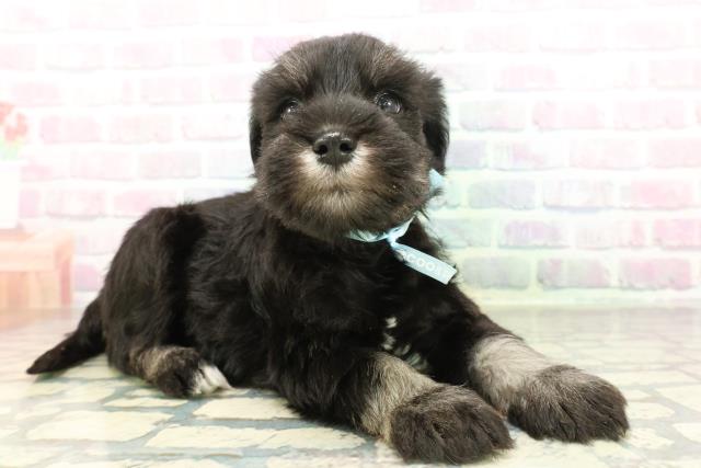 新潟県のミニチュアシュナウザー (Coo&RIKUイオンモール新発田店/2026年2月21日生まれ/男の子/ブラックシルバー)の子犬の3枚目の画像