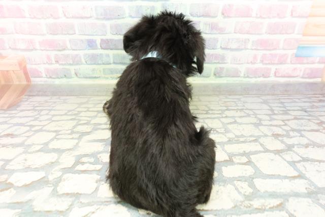 新潟県のミニチュアシュナウザー (Coo&RIKUイオンモール新発田店/2026年2月21日生まれ/男の子/ブラックシルバー)の子犬の4枚目の画像