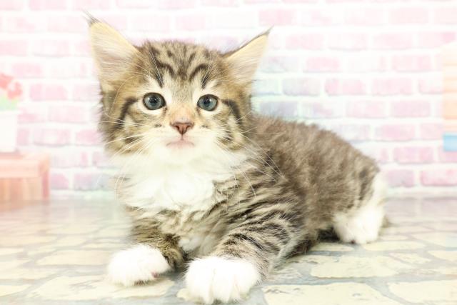 埼玉県のノルウェージャンフォレストキャット (Coo&RIKU川越店/2026年2月22日生まれ/男の子/ブラウンタビーホワイト)の子猫の2枚目の画像