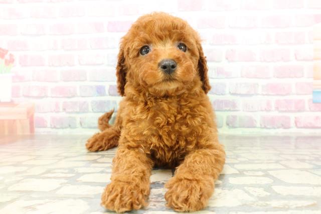 東京都のミニチュアプードル (Coo&RIKU足立本店/2026年2月22日生まれ/男の子/レッド)の子犬の1枚目の画像