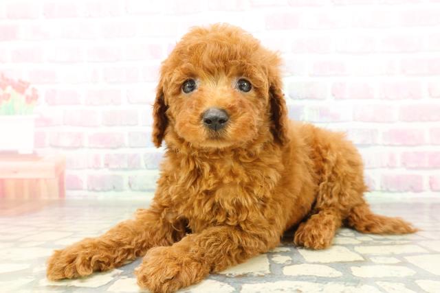 東京都のミニチュアプードル (Coo&RIKU足立本店/2026年2月22日生まれ/男の子/レッド)の子犬の2枚目の画像