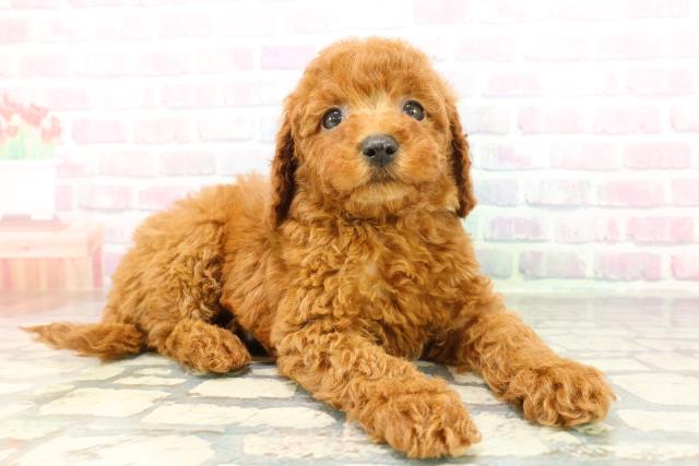 東京都のミニチュアプードル (Coo&RIKU足立本店/2026年2月22日生まれ/男の子/レッド)の子犬の3枚目の画像