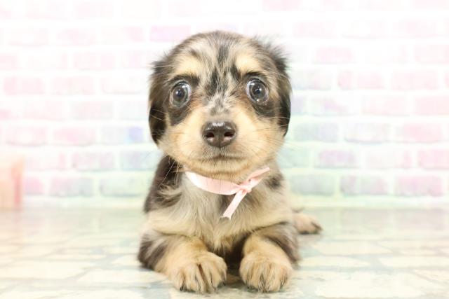 埼玉県のチワックス(チワワ×ダックス) (Coo&RIKU川越店/2026年2月23日生まれ/女の子/シルバーダップル)の子犬の1枚目の画像