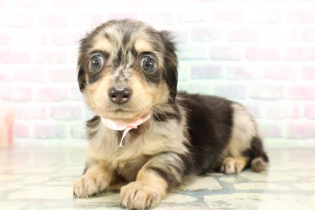 埼玉県のチワックス(チワワ×ダックス) (Coo&RIKU川越店/2026年2月23日生まれ/女の子/シルバーダップル)の子犬の2枚目の画像