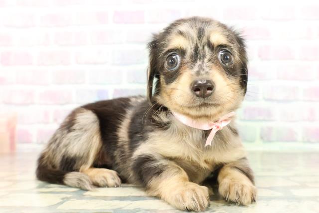 埼玉県のチワックス(チワワ×ダックス) (Coo&RIKU川越店/2026年2月23日生まれ/女の子/シルバーダップル)の子犬の3枚目の画像