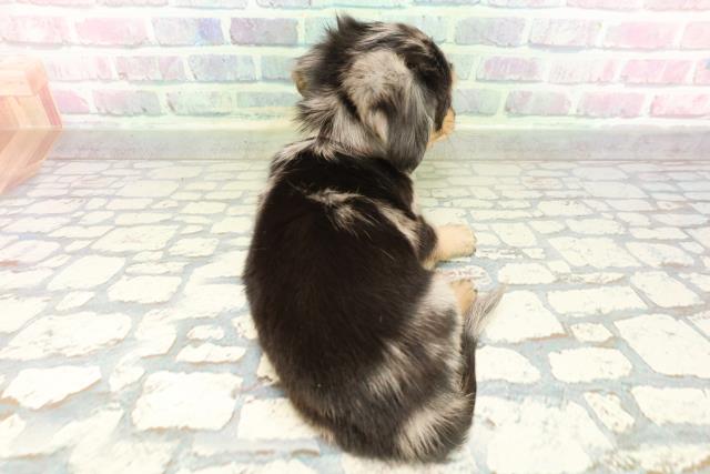 埼玉県のチワックス(チワワ×ダックス) (Coo&RIKU川越店/2026年2月23日生まれ/女の子/シルバーダップル)の子犬の4枚目の画像