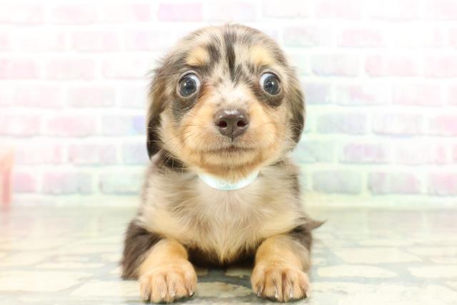 埼玉県のチワックス(チワワ×ダックス) (Coo&RIKU所沢店/2026年2月23日生まれ/男の子/シルバーダップル)の子犬の1枚目の画像