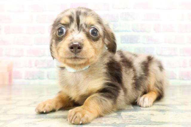 埼玉県のチワックス(チワワ×ダックス) (Coo&RIKU所沢店/2026年2月23日生まれ/男の子/シルバーダップル)の子犬の2枚目の画像