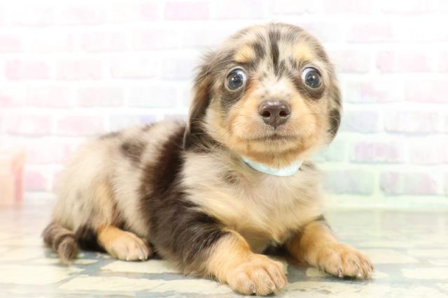 埼玉県のチワックス(チワワ×ダックス) (Coo&RIKU所沢店/2026年2月23日生まれ/男の子/シルバーダップル)の子犬の3枚目の画像