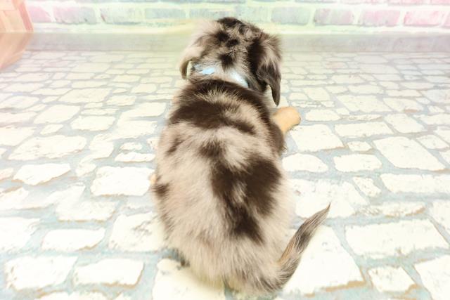 埼玉県のチワックス(チワワ×ダックス) (Coo&RIKU所沢店/2026年2月23日生まれ/男の子/シルバーダップル)の子犬の4枚目の画像