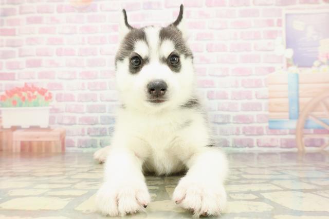 シベリアンハスキー