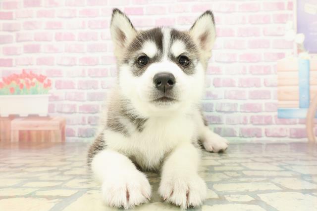 神奈川県のシベリアンハスキー (Coo&RIKU藤沢店/2026年2月22日生まれ/男の子/ブラックホワイト)の子犬の1枚目の画像