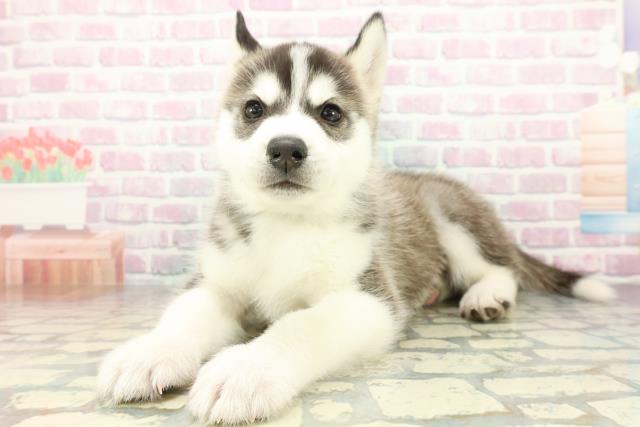 神奈川県のシベリアンハスキー (Coo&RIKU藤沢店/2026年2月22日生まれ/男の子/ブラックホワイト)の子犬の2枚目の画像