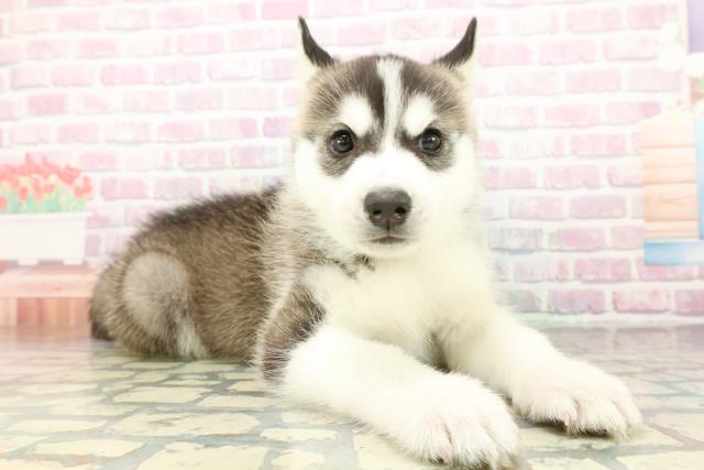 神奈川県のシベリアンハスキー (Coo&RIKU藤沢店/2026年2月22日生まれ/男の子/ブラックホワイト)の子犬の3枚目の画像