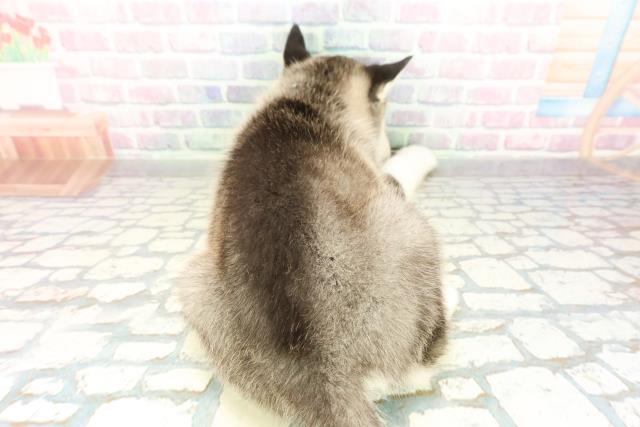 神奈川県のシベリアンハスキー (Coo&RIKU藤沢店/2026年2月22日生まれ/男の子/ブラックホワイト)の子犬の4枚目の画像