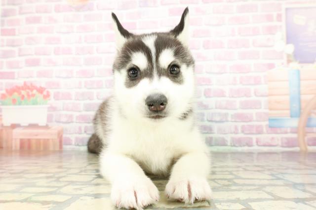 シベリアンハスキー