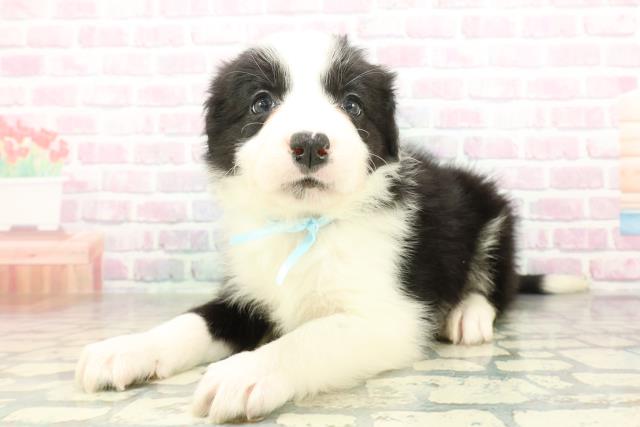埼玉県のボーダーコリー (Coo&RIKU桶川店/2026年2月22日生まれ/男の子/ブラックホワイト)の子犬の2枚目の画像