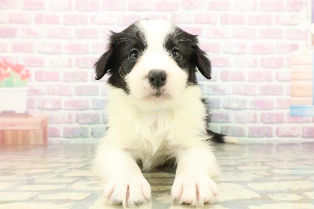 神奈川県のボーダーコリー (Coo&RIKU平塚店/2026年2月22日生まれ/男の子/ブラックホワイト)の子犬の1枚目の画像