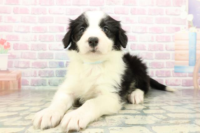 神奈川県のボーダーコリー (Coo&RIKU平塚店/2026年2月22日生まれ/男の子/ブラックホワイト)の子犬の2枚目の画像