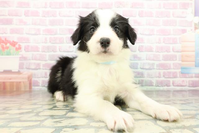 神奈川県のボーダーコリー (Coo&RIKU平塚店/2026年2月22日生まれ/男の子/ブラックホワイト)の子犬の3枚目の画像