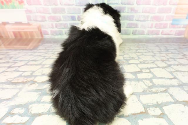 神奈川県のボーダーコリー (Coo&RIKU平塚店/2026年2月22日生まれ/男の子/ブラックホワイト)の子犬の4枚目の画像