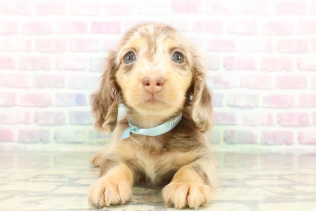 栃木県のミニチュアダックスフンド(ロング) (Coo&RIKUFKDインターパーク店/2026年2月23日生まれ/男の子/チョコレートタンダップル)の子犬の1枚目の画像