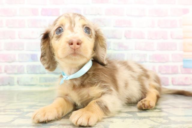 栃木県のミニチュアダックスフンド(ロング) (Coo&RIKUFKDインターパーク店/2026年2月23日生まれ/男の子/チョコレートタンダップル)の子犬の2枚目の画像