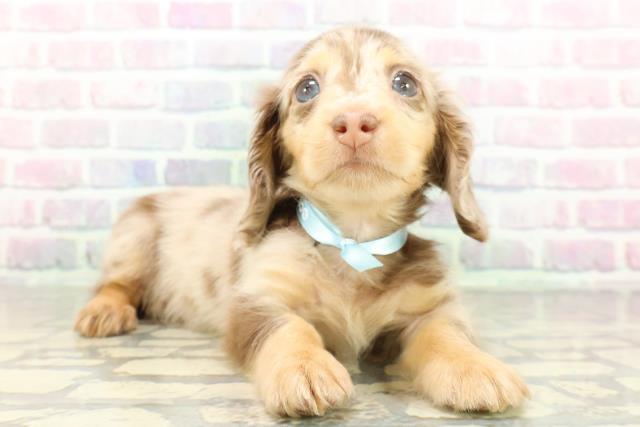 栃木県のミニチュアダックスフンド(ロング) (Coo&RIKUFKDインターパーク店/2026年2月23日生まれ/男の子/チョコレートタンダップル)の子犬の3枚目の画像