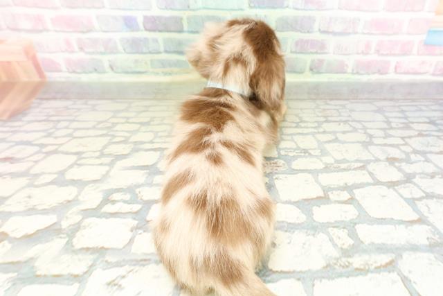 栃木県のミニチュアダックスフンド(ロング) (Coo&RIKUFKDインターパーク店/2026年2月23日生まれ/男の子/チョコレートタンダップル)の子犬の4枚目の画像