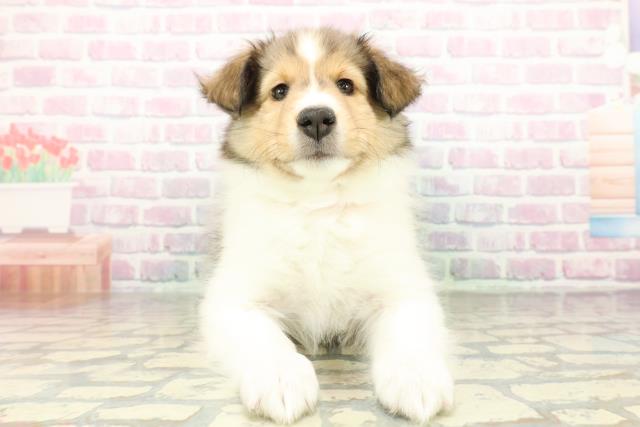 栃木県のシェットランドシープドッグ (Coo&RIKUFKDインターパーク店/2026年2月23日生まれ/女の子/セーブルホワイト)の子犬の1枚目の画像