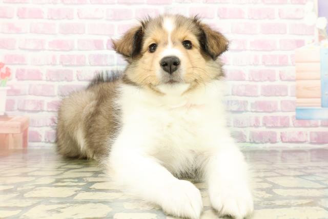 栃木県のシェットランドシープドッグ (Coo&RIKUFKDインターパーク店/2026年2月23日生まれ/女の子/セーブルホワイト)の子犬の3枚目の画像