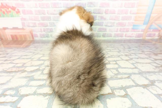 栃木県のシェットランドシープドッグ (Coo&RIKUFKDインターパーク店/2026年2月23日生まれ/女の子/セーブルホワイト)の子犬の4枚目の画像