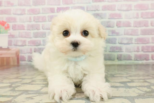 埼玉県のハーフ犬・ミックス犬 (Coo&RIKU桶川店/2026年2月16日生まれ/男の子/クリームホワイト)の子犬の1枚目の画像
