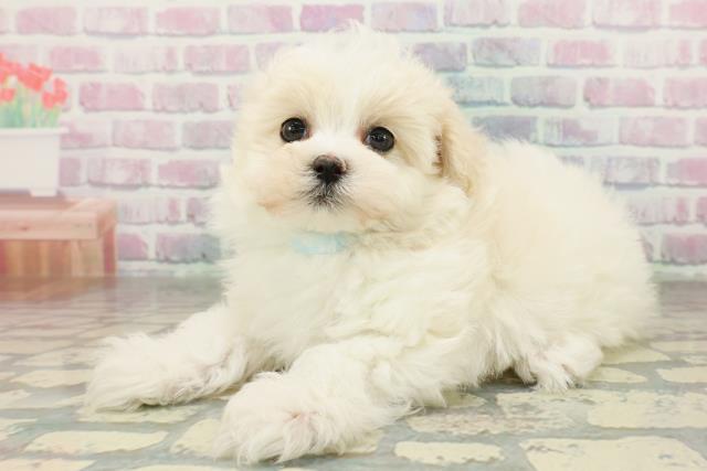 埼玉県のハーフ犬・ミックス犬 (Coo&RIKU桶川店/2026年2月16日生まれ/男の子/クリームホワイト)の子犬の2枚目の画像