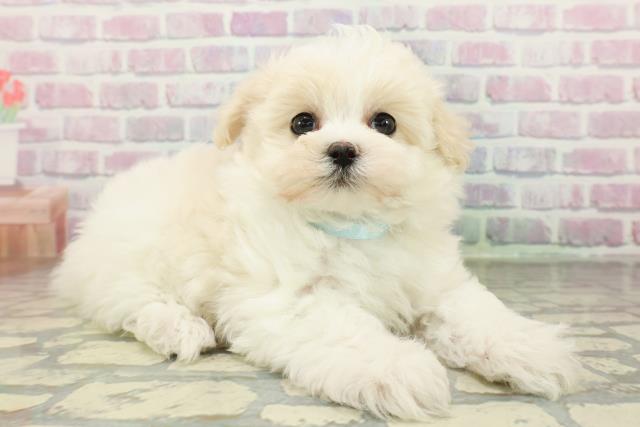 埼玉県のハーフ犬・ミックス犬 (Coo&RIKU桶川店/2026年2月16日生まれ/男の子/クリームホワイト)の子犬の3枚目の画像