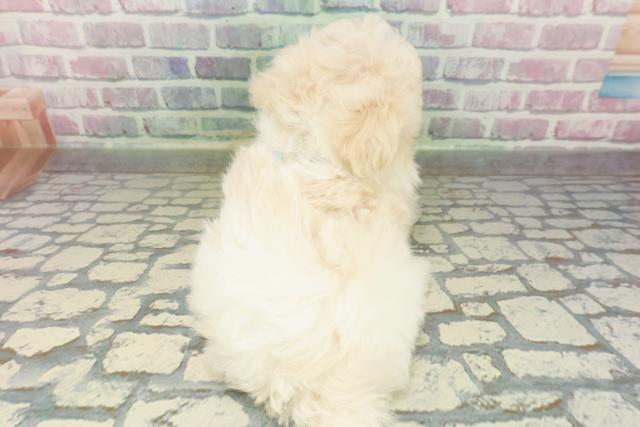 埼玉県のハーフ犬・ミックス犬 (Coo&RIKU桶川店/2026年2月16日生まれ/男の子/クリームホワイト)の子犬の4枚目の画像