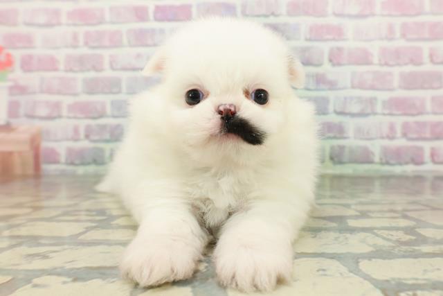 東京都のポメズー/ポメシーズ(ポメラニアン×シーズー) (Coo&RIKU東久留米店/2026年2月23日生まれ/男の子/ホワイトゴールド)の子犬の1枚目の画像