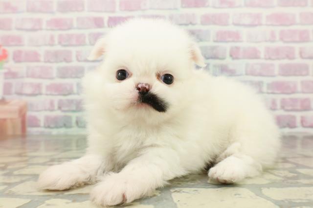 東京都のポメズー/ポメシーズ(ポメラニアン×シーズー) (Coo&RIKU東久留米店/2026年2月23日生まれ/男の子/ホワイトゴールド)の子犬の2枚目の画像