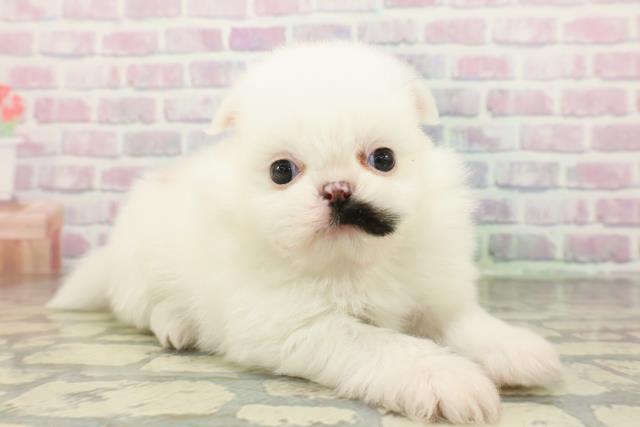 東京都のポメズー/ポメシーズ(ポメラニアン×シーズー) (Coo&RIKU東久留米店/2026年2月23日生まれ/男の子/ホワイトゴールド)の子犬の3枚目の画像