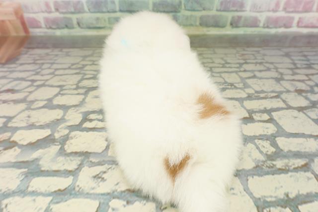 東京都のポメズー/ポメシーズ(ポメラニアン×シーズー) (Coo&RIKU東久留米店/2026年2月23日生まれ/男の子/ホワイトゴールド)の子犬の4枚目の画像