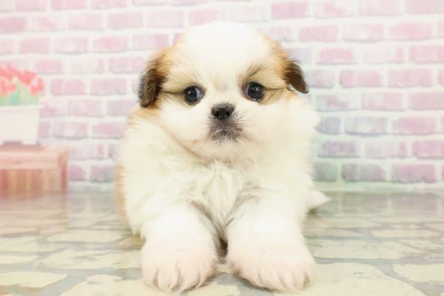 新潟県のポメズー/ポメシーズ(ポメラニアン×シーズー) (Coo&RIKU新潟西店/2026年2月23日生まれ/女の子/ホワイトゴールド)の子犬の1枚目の画像