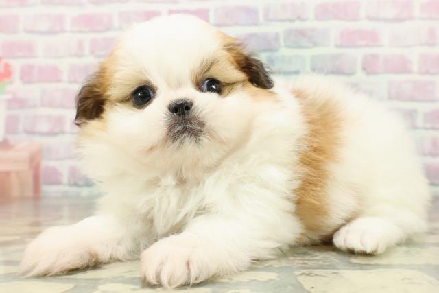 新潟県のポメズー/ポメシーズ(ポメラニアン×シーズー) (Coo&RIKU新潟西店/2026年2月23日生まれ/女の子/ホワイトゴールド)の子犬の2枚目の画像